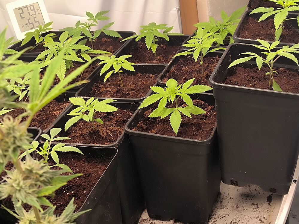 Growreport Bild 12