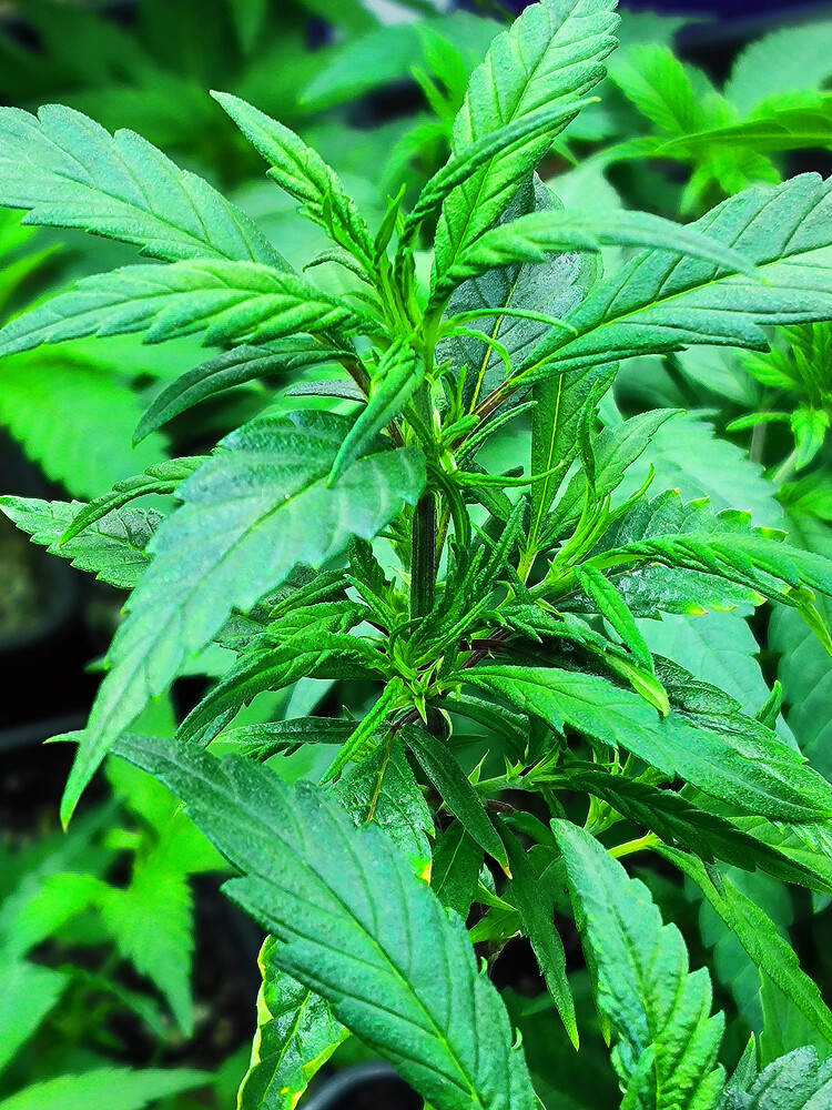 Growreport Bild 6