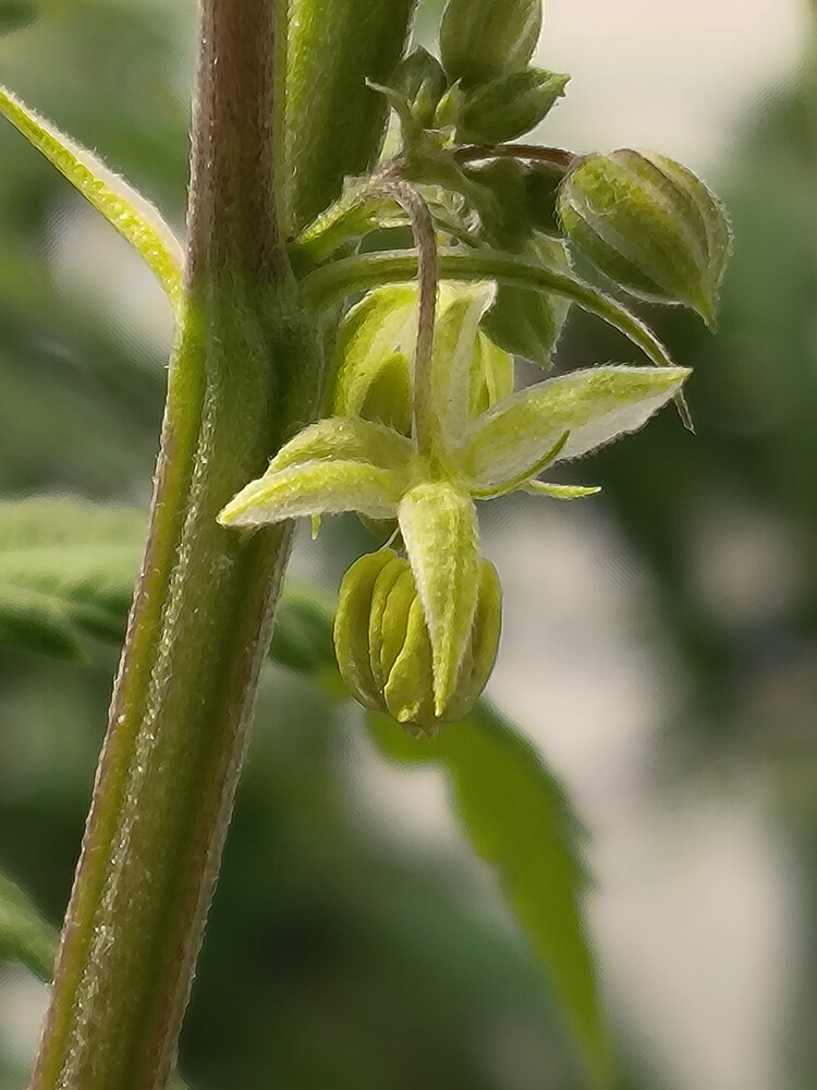 Growreport Bild 5