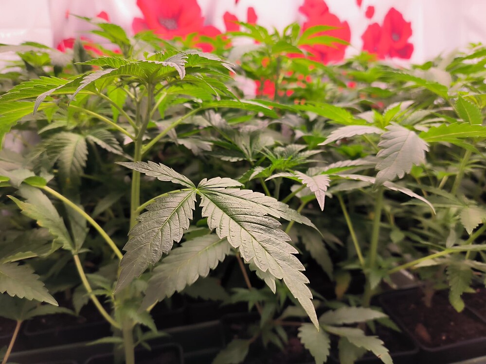 Mehrere junge Cannabis-Pflanzen in der Wachstumsphase, mit ausgeprägten Blättern und Stängeln, im Hintergrund sind rote Mohnblumen-Motive zu sehen.