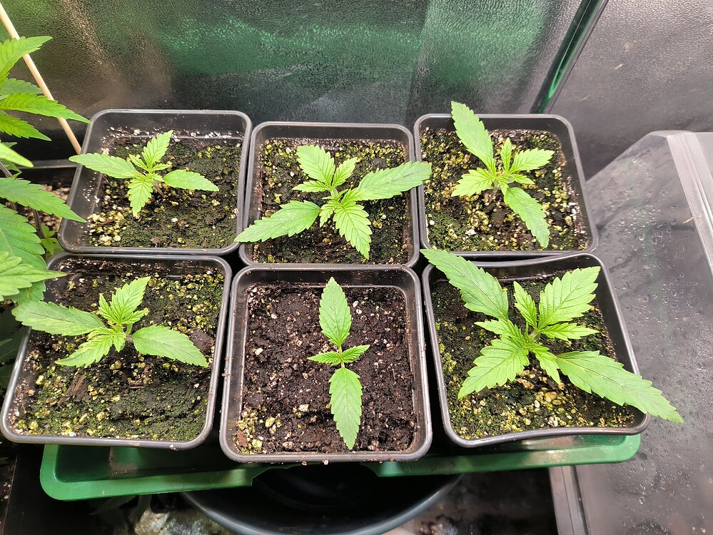 Sechs junge Cannabis-Pflanzen in einzelnen Töpfen, die in einer Reihe angeordnet sind. Die Pflanzen sind im frühen Wachstumsstadium mit jeweils mehreren Blattpaaren.