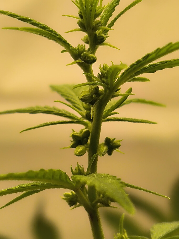 Growreport Bild 9