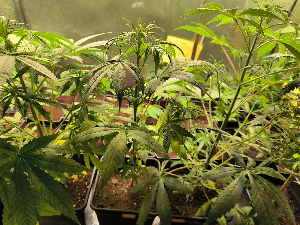 Growreport Bild 32