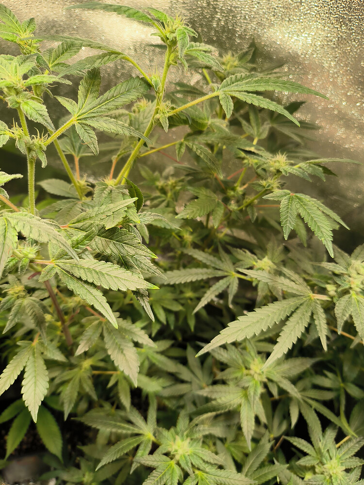Growreport Bild 5