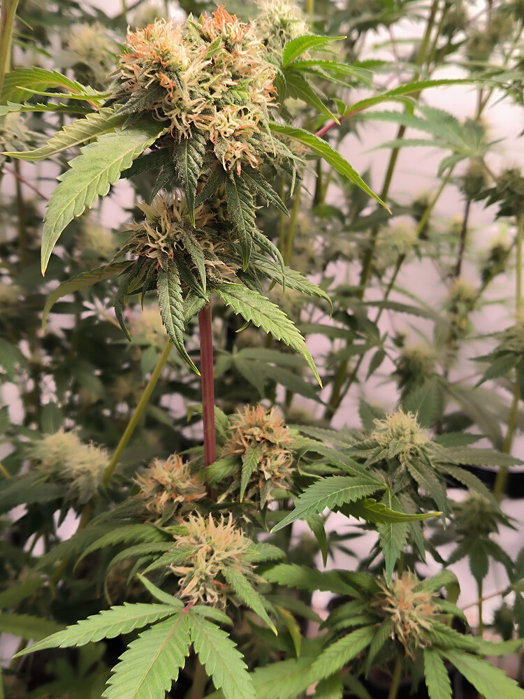 Growreport Bild 6
