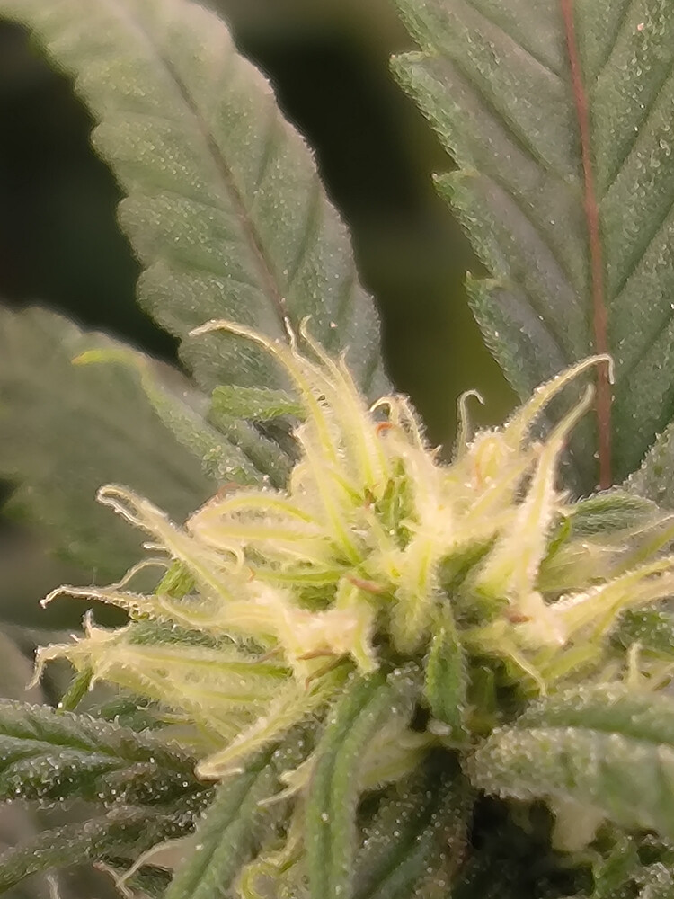 Growreport Bild 3