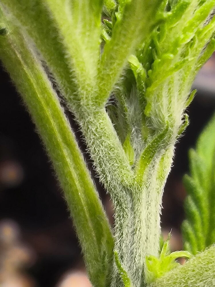 Nahaufnahme des Stiels einer jungen Cannabispflanze mit vielen kleinen Trichomen und neuen Blättern, die sich bilden.