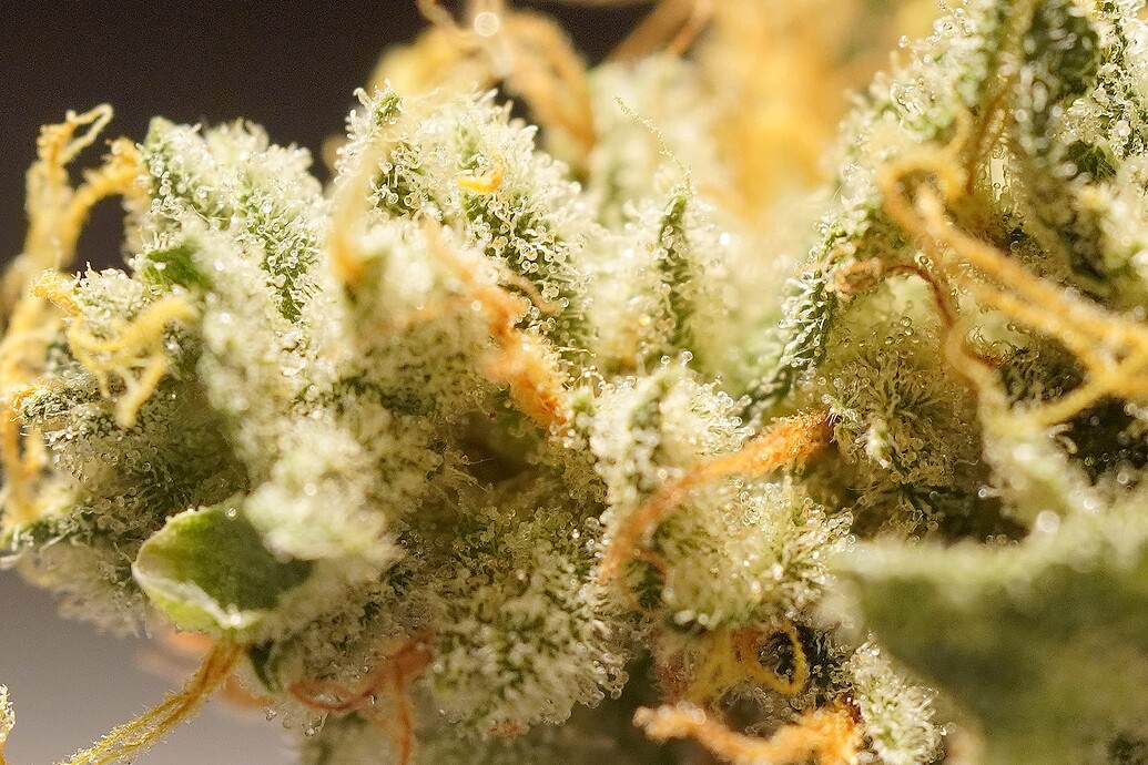 Growreport Bild 9