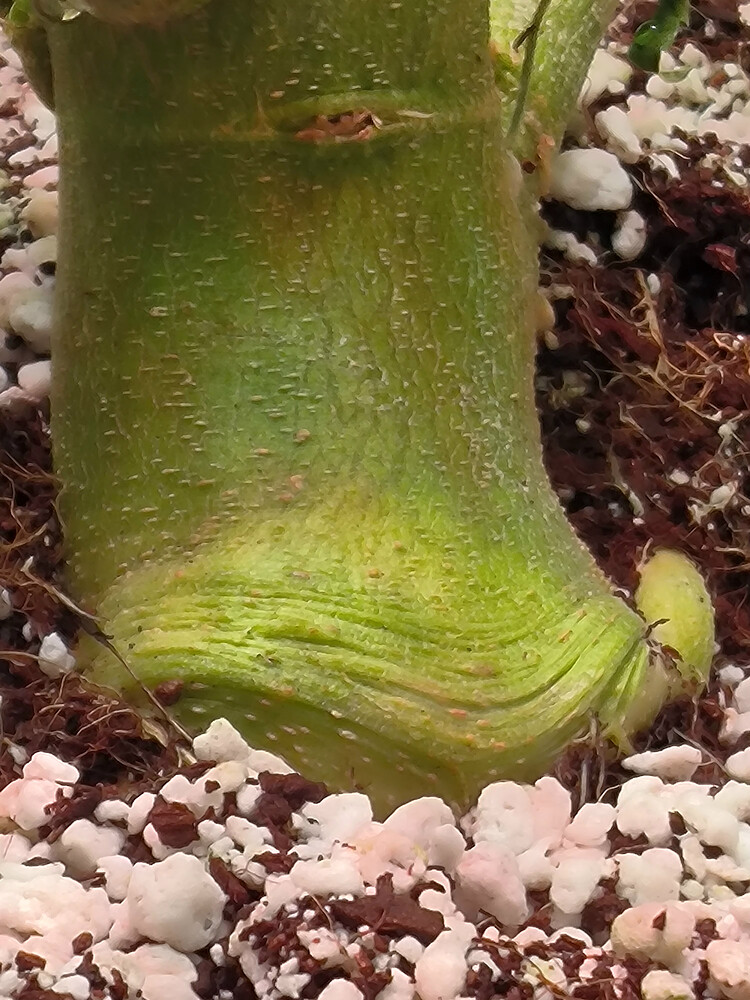 Growreport Bild 4