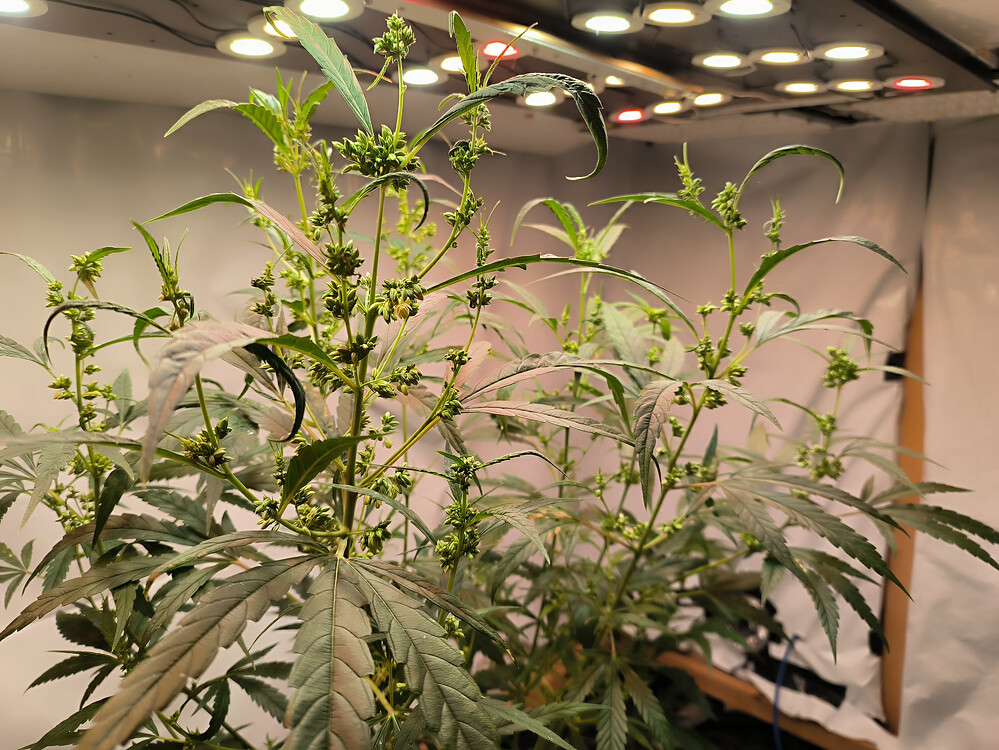 Growreport Bild 1