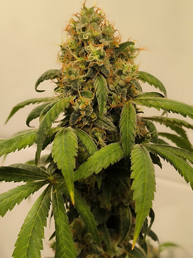 Growreport Bild 35