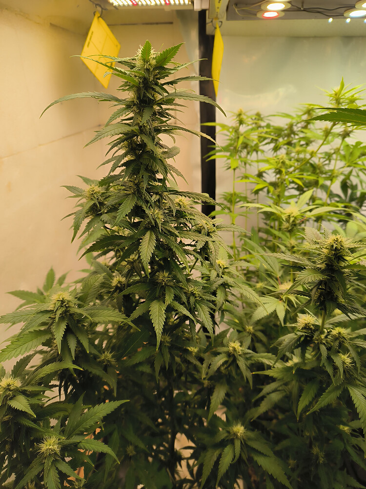 Growreport Bild 2