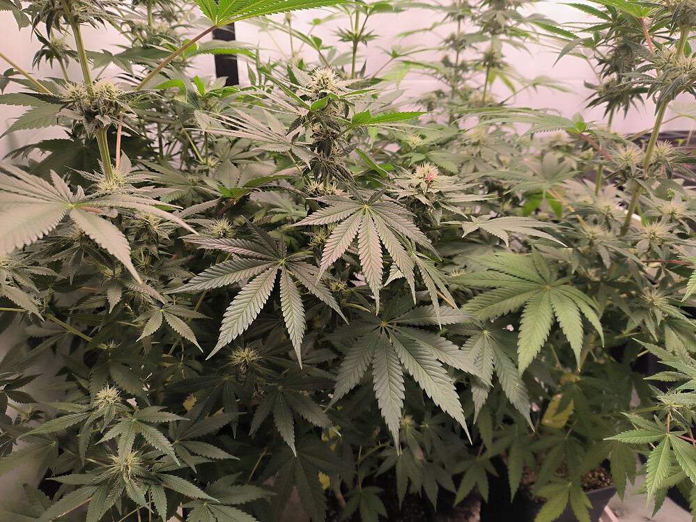 Growreport Bild 6