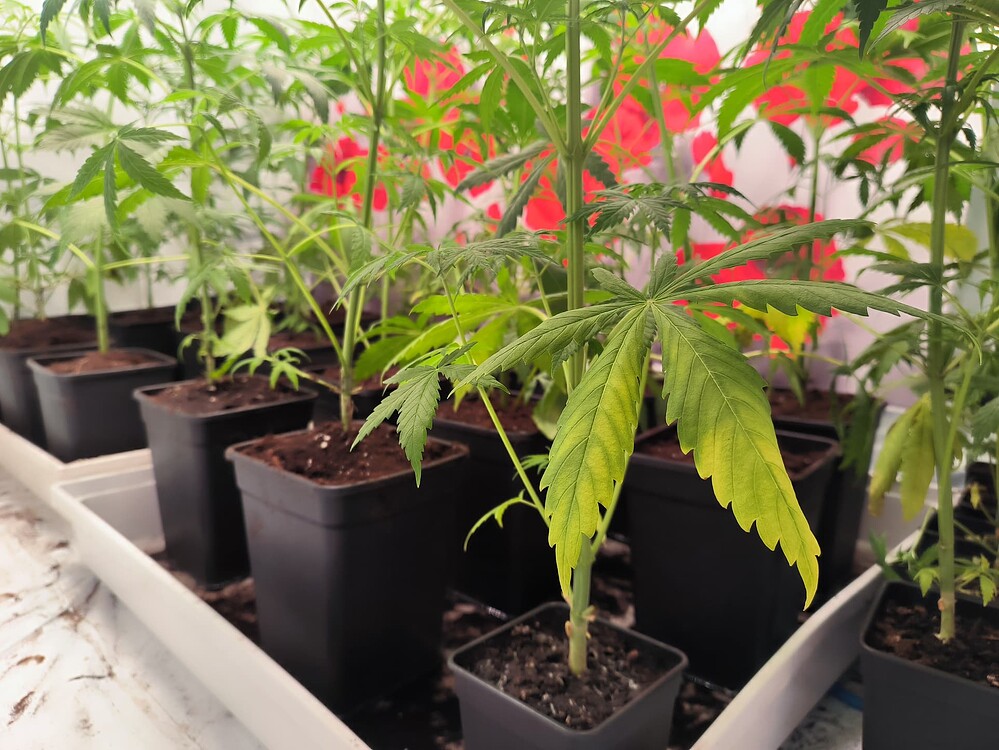 Mehrere junge Cannabis-Pflanzen in schwarzen Töpfen stehen in einer Reihe. Eine Pflanze im Vordergrund zeigt gelbe Blätter, was auf einen Nährstoffmangel hindeuten könnte. Im Hintergrund sind weitere Pflanzen und eine rote, blumenähnliche Dekoration zu sehen.
