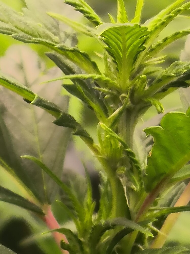 Nahaufnahme der Spitze einer Cannabis-Pflanze im Wuchs, mit vielen jungen Blättern und Stängeln, die sich nach oben krümmen.