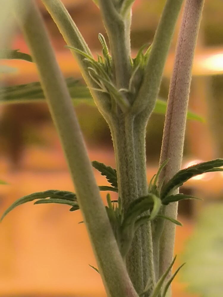 Growreport Bild 1