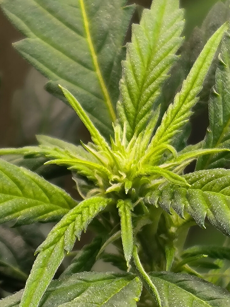 Growreport Bild 4