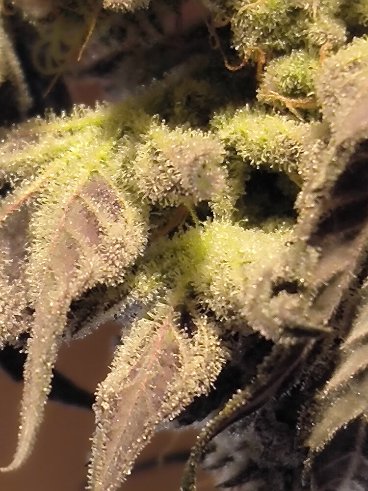 Growreport Bild 6