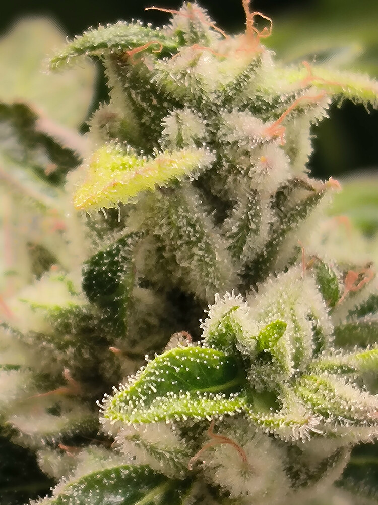Growreport Bild 3