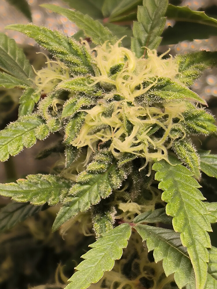 Growreport Bild 3