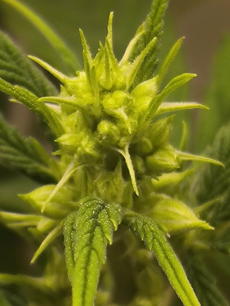 Growreport Bild 14