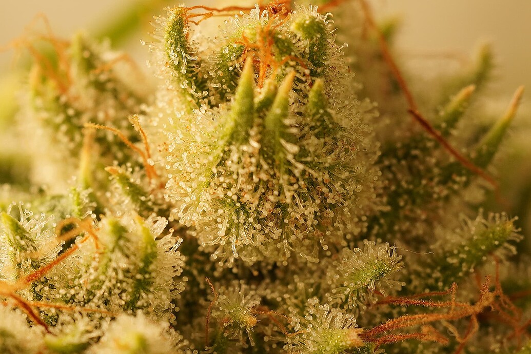 Growreport Bild 7