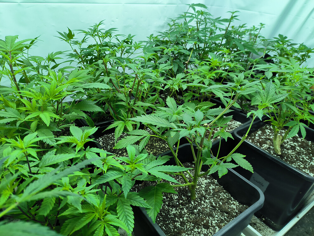 Growreport Bild 5