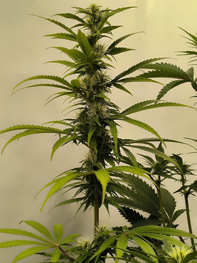 Growreport Bild 70