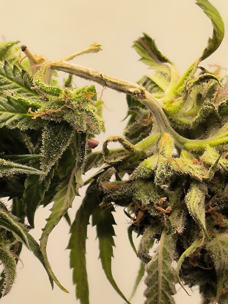 Growreport Bild 1