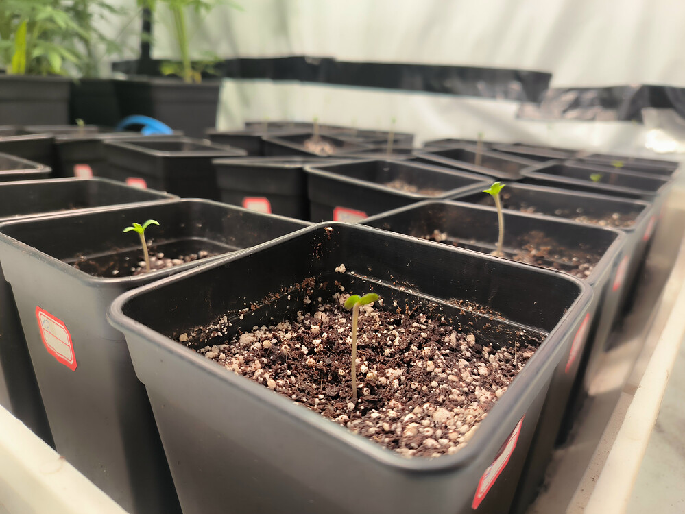 Growreport Bild 5