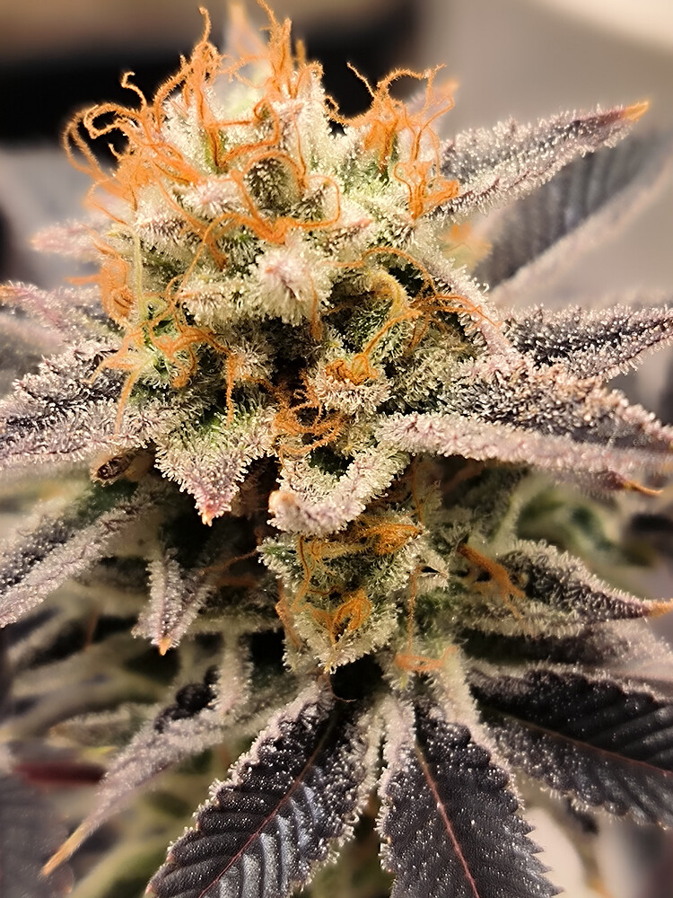 Growreport Bild 8