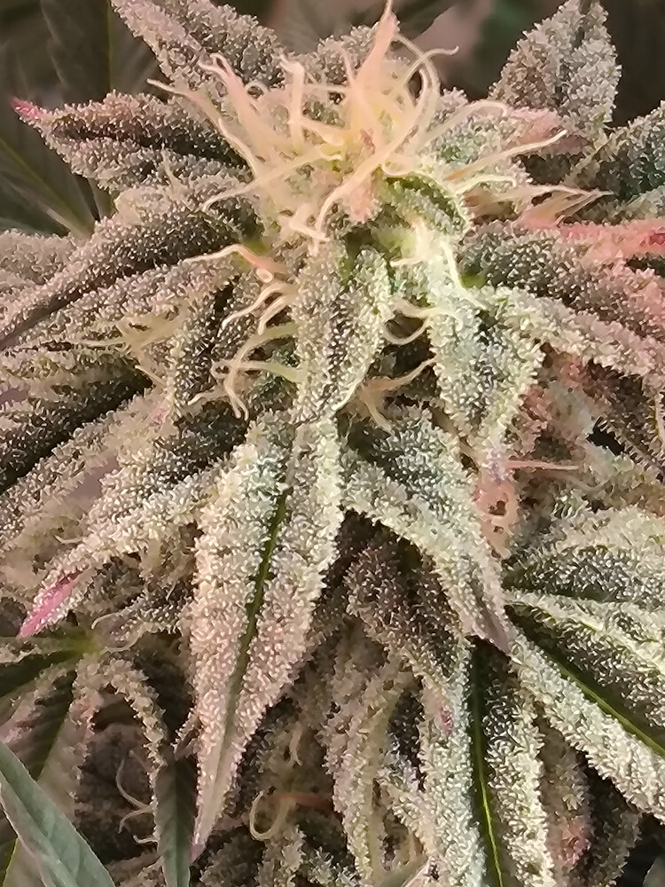 Growreport Bild 3