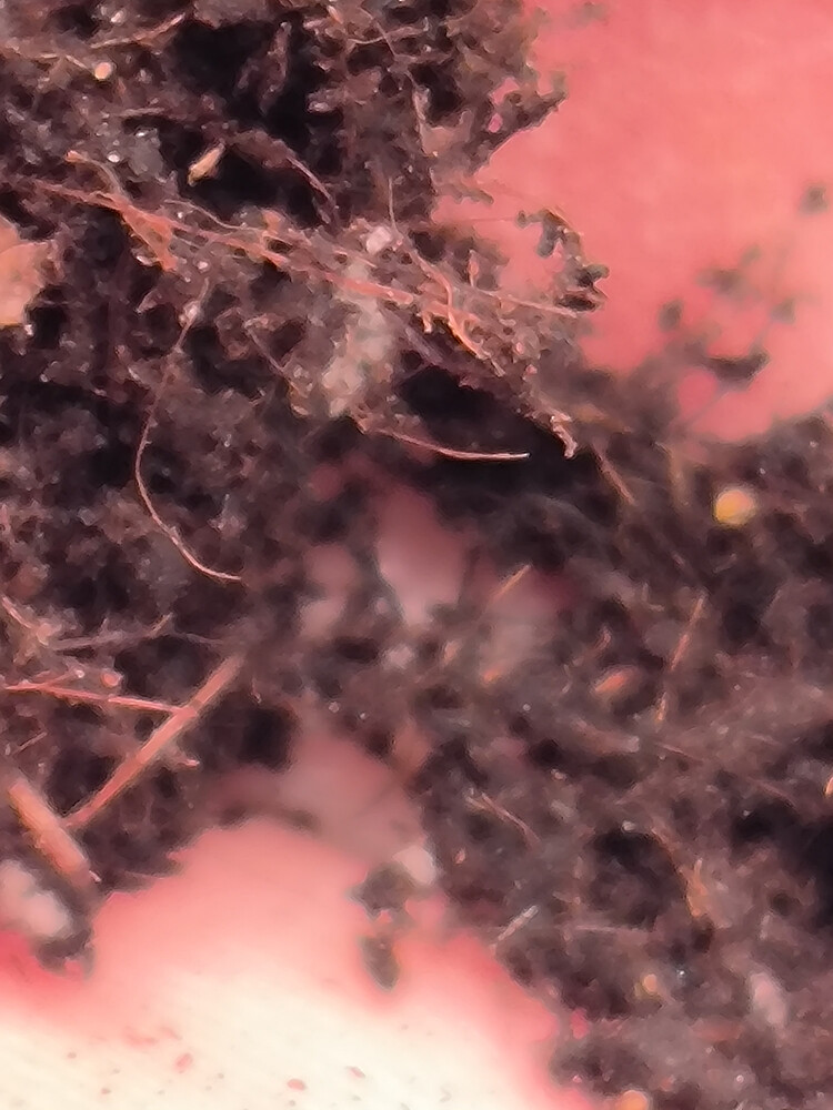 Growreport Bild 6