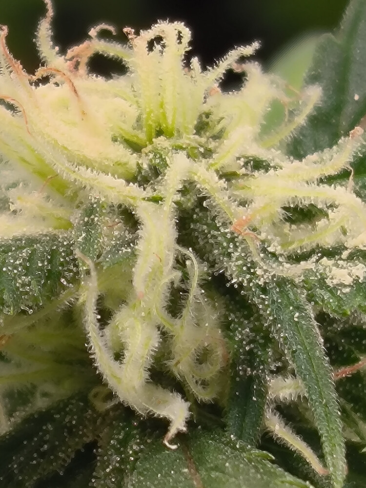 Growreport Bild 7