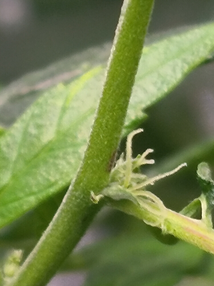 Growreport Bild 3