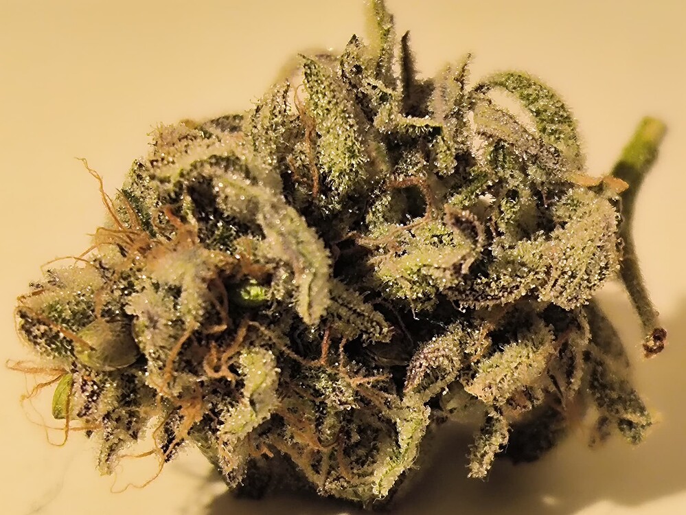 Ein einzelner, dichter Cannabis-Bud mit vielen Trichomen und einigen braunen Stempeln, der auf einem hellen Hintergrund liegt.