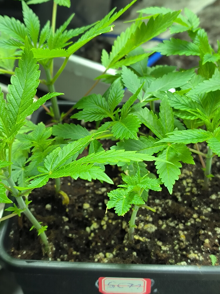 Growreport Bild 3