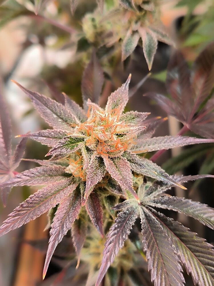 Growreport Bild 18