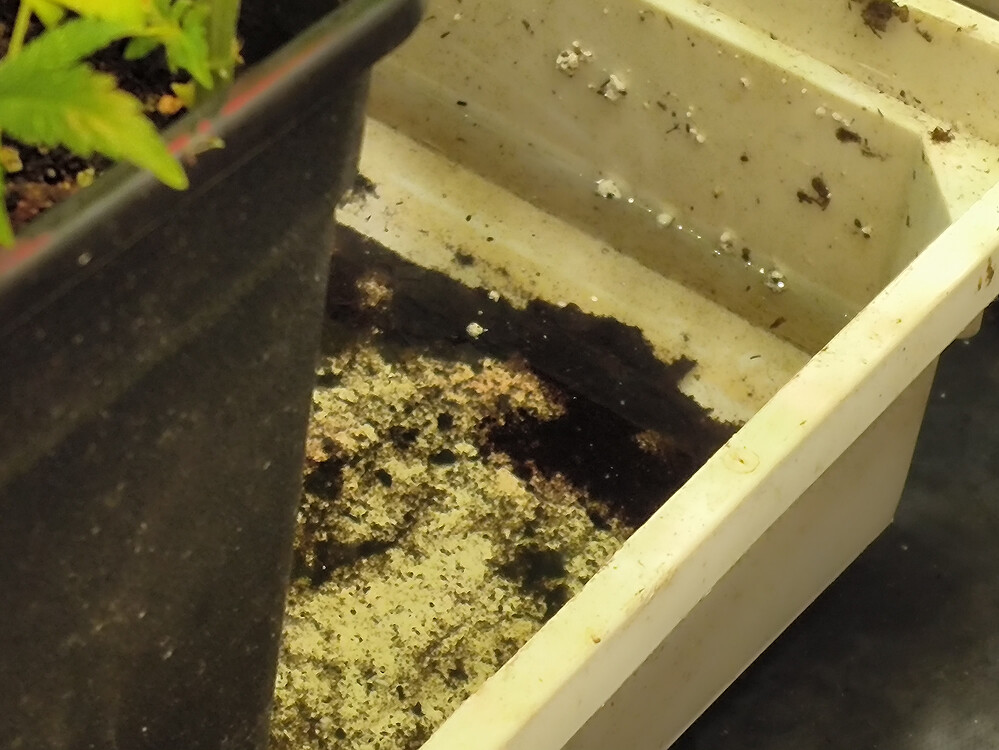 Growreport Bild 8