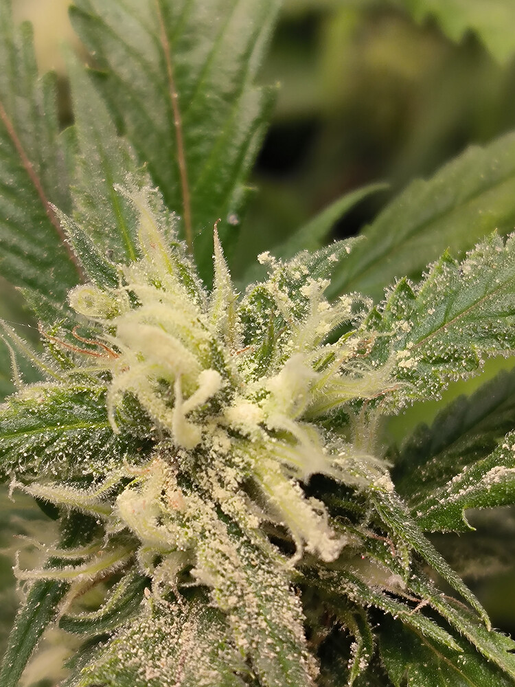 Growreport Bild 8