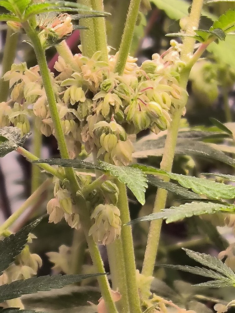 Nahaufnahme von männlichen Cannabis-Blütenständen, die sich an einem Stiel entwickeln.