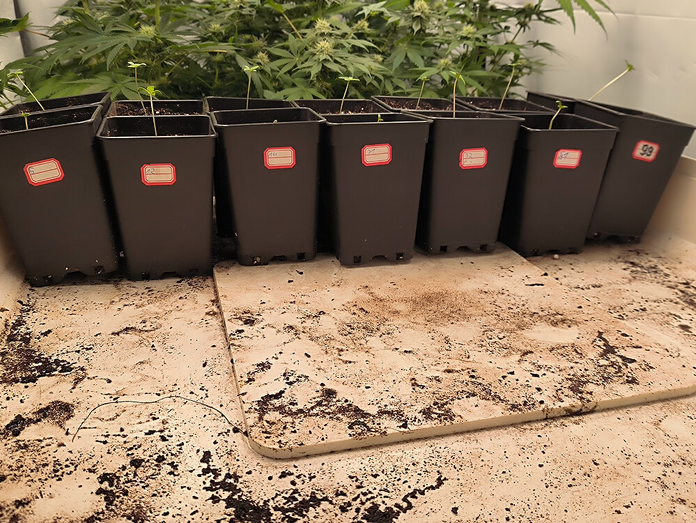 Growreport Bild 2