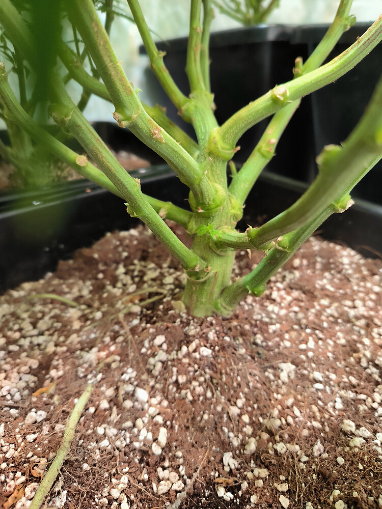 Growreport Bild 12
