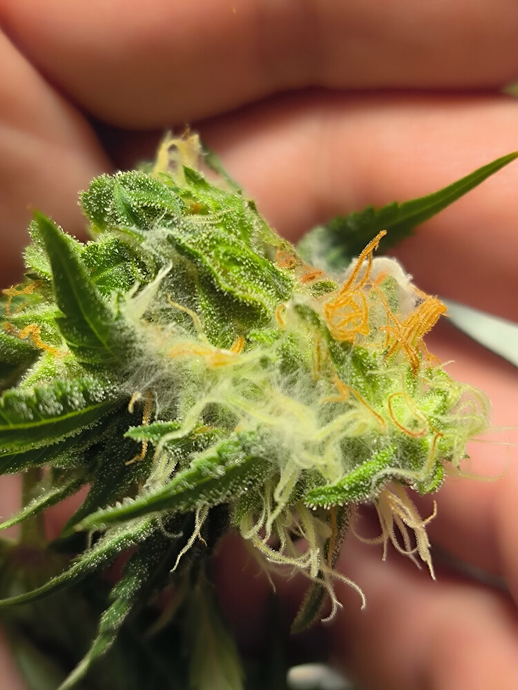 Growreport Bild 1