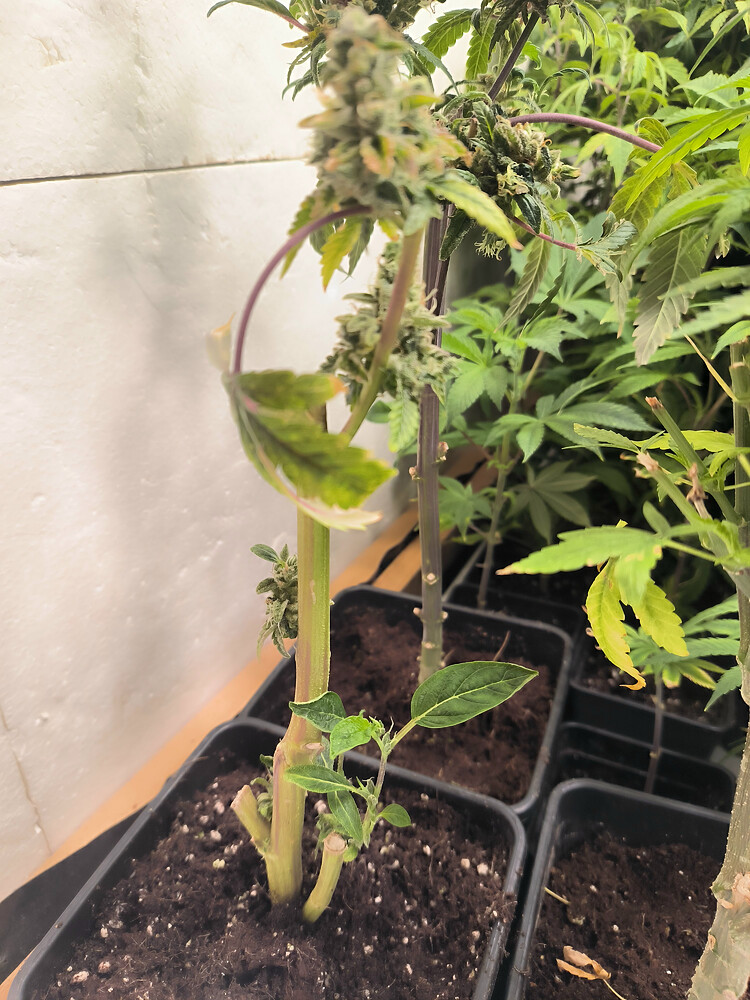Growreport Bild 7
