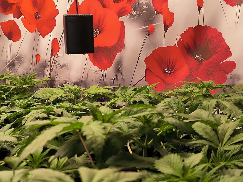Viele junge Cannabis-Pflanzen in der Wachstumsphase, dicht beieinander stehend, mit einem kleinen schwarzen Gerät über ihnen und einer Tapete mit roten Mohnblumen im Hintergrund.