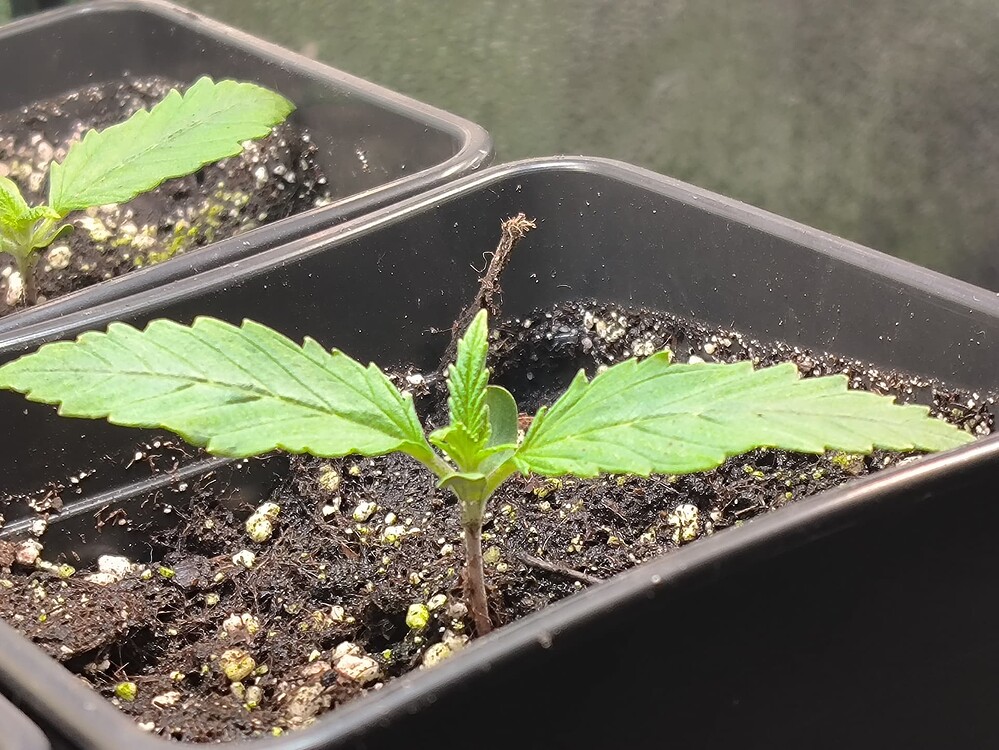 Zwei junge Cannabis-Sämlinge in schwarzen Anzuchttöpfen, einer im Fokus, mit ersten Blattpaaren.