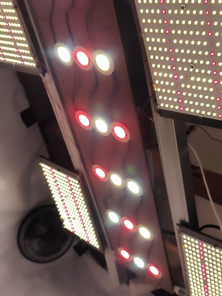 Mehrere LED-Pflanzenlampen, einige mit roten und weißen LEDs, sind in einem Grow-Zelt oder einem ähnlichen Raum montiert. Eine der Lampen ist schräg von links unten zu sehen, eine weitere gerade von oben und eine dritte von rechts unten. Ein Ventilator ist links im Bild zu erkennen.