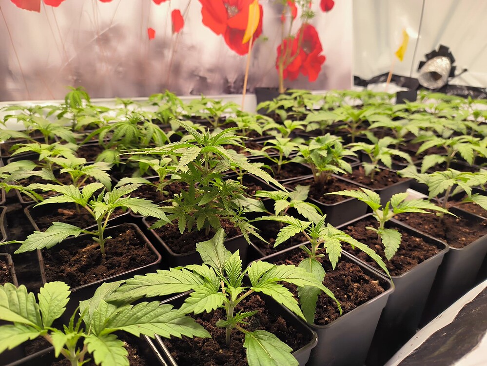 Growreport Bild 25