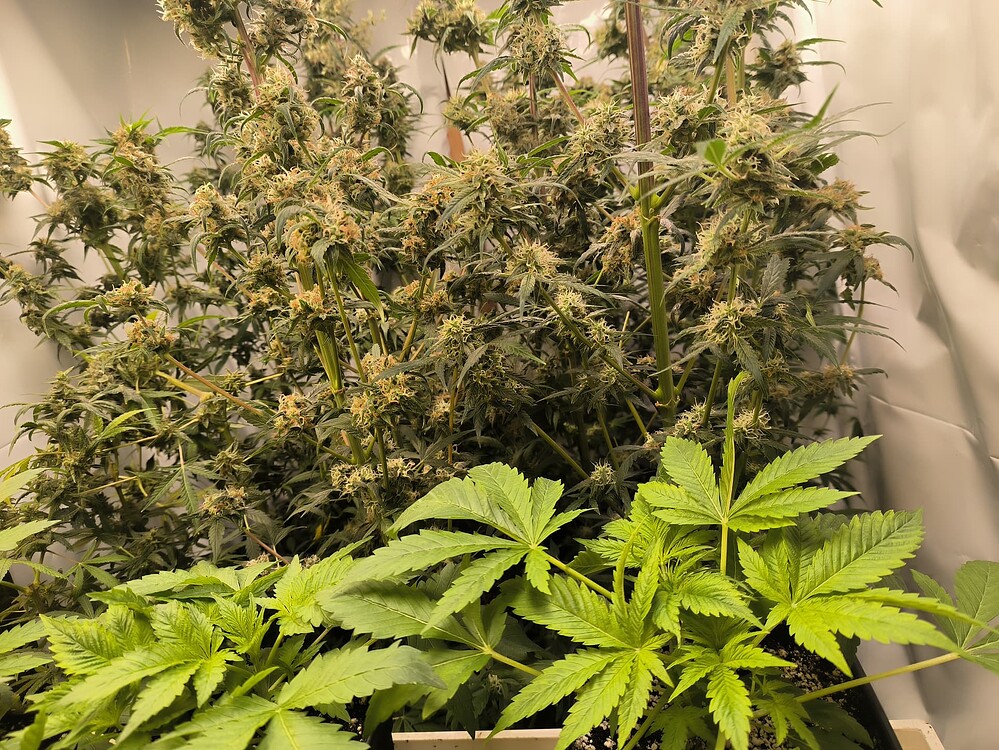 Zwei Cannabis-Pflanzen in unterschiedlichen Wachstumsstadien. Im Vordergrund befinden sich jüngere Pflanzen mit hellgrünen Blättern, im Hintergrund eine größere, blühende Pflanze mit zahlreichen Blütenansätzen.